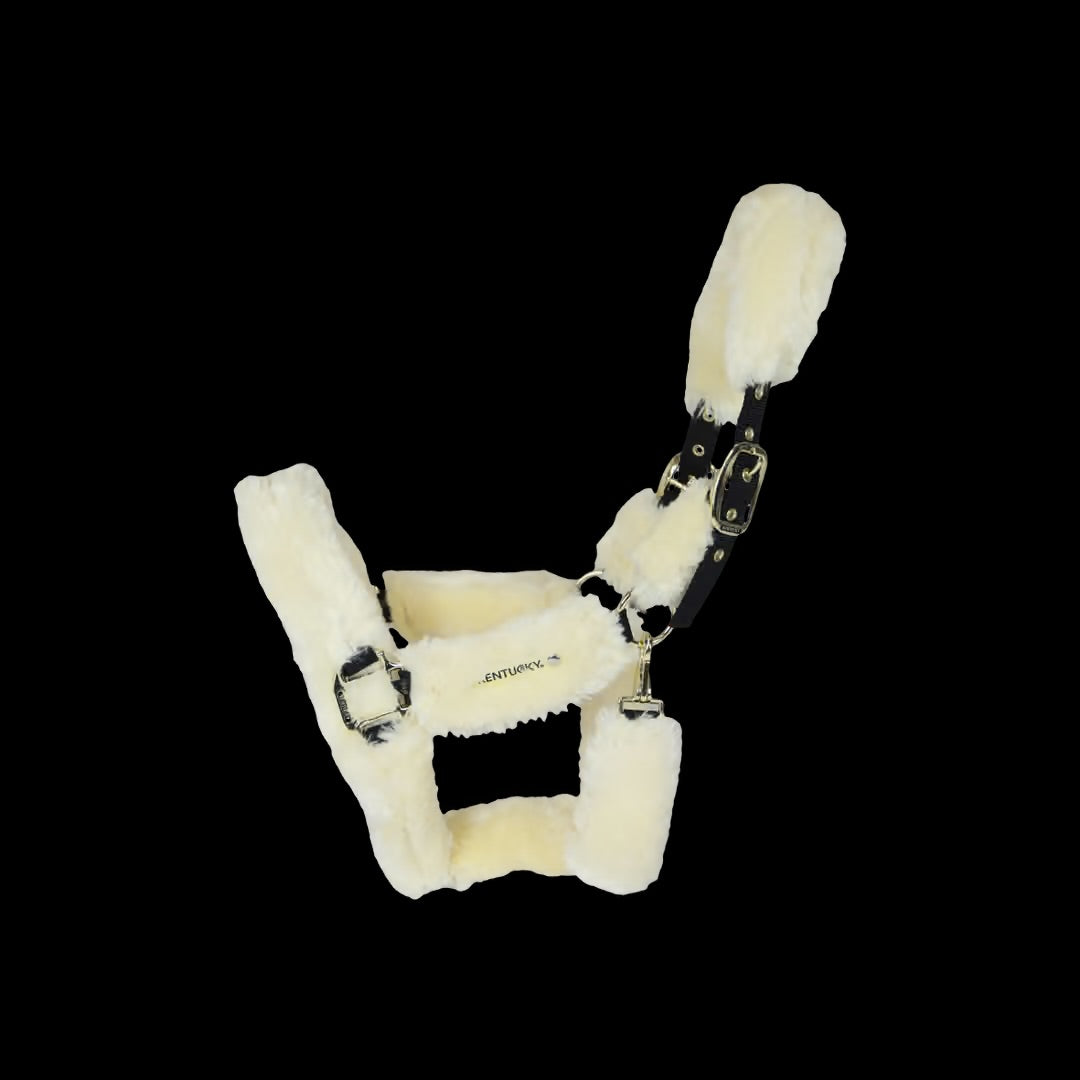 https://equitavisports.ca › products › licol-de-transport-mouton-kentucky-horsewear
