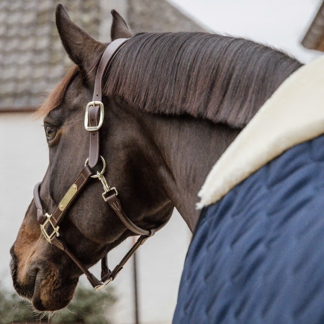 https://equitavisports.ca › products › couverture-decurie-comfort-100g-kentucky-horsewear