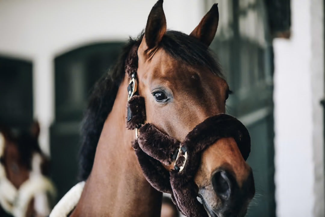 https://equitavisports.ca › products › licol-de-transport-mouton-kentucky-horsewear