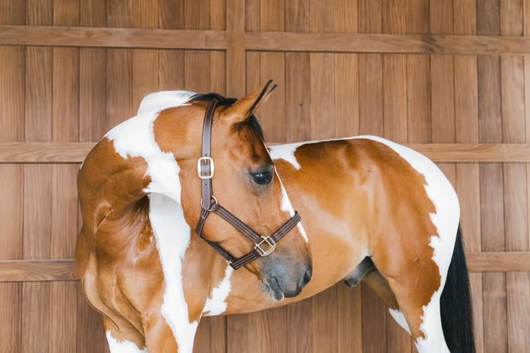 https://equitavisports.ca › products › licol-wellington-kentucky-horsewear
