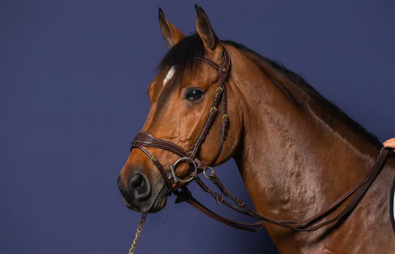 Bridle D Motion | Dy'on D Collection