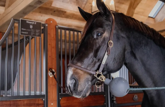 https://equitavisports.ca › products › balle-protection-dattache-kentucky-horsewear