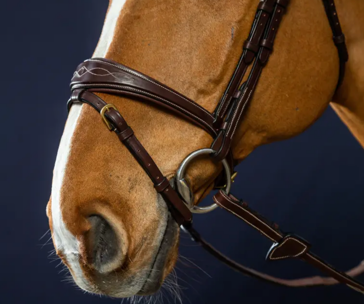 www.equitavisports.ca