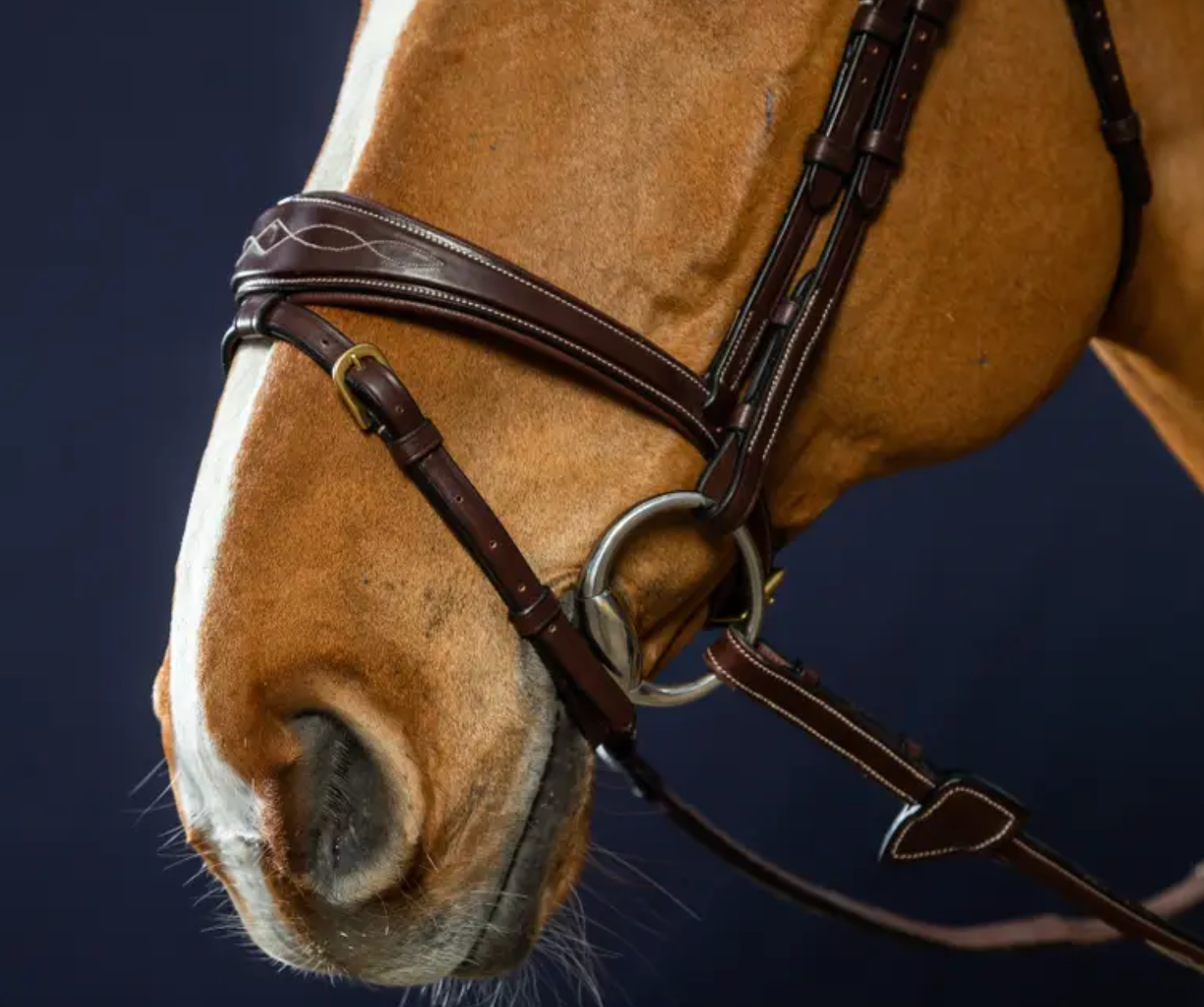 www.equitavisports.ca