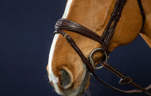 www.equitavisports.ca