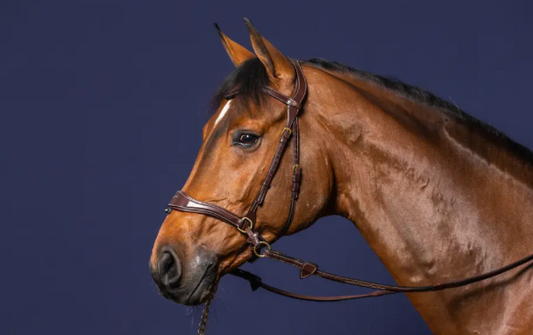 Bridle D Motion | Dy'on D Collection