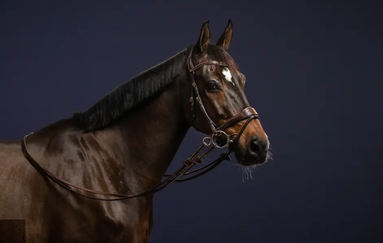 Bridle D Motion | Dy'on D Collection