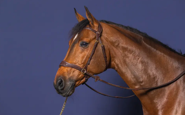 Bridle D Motion | Dy'on D Collection