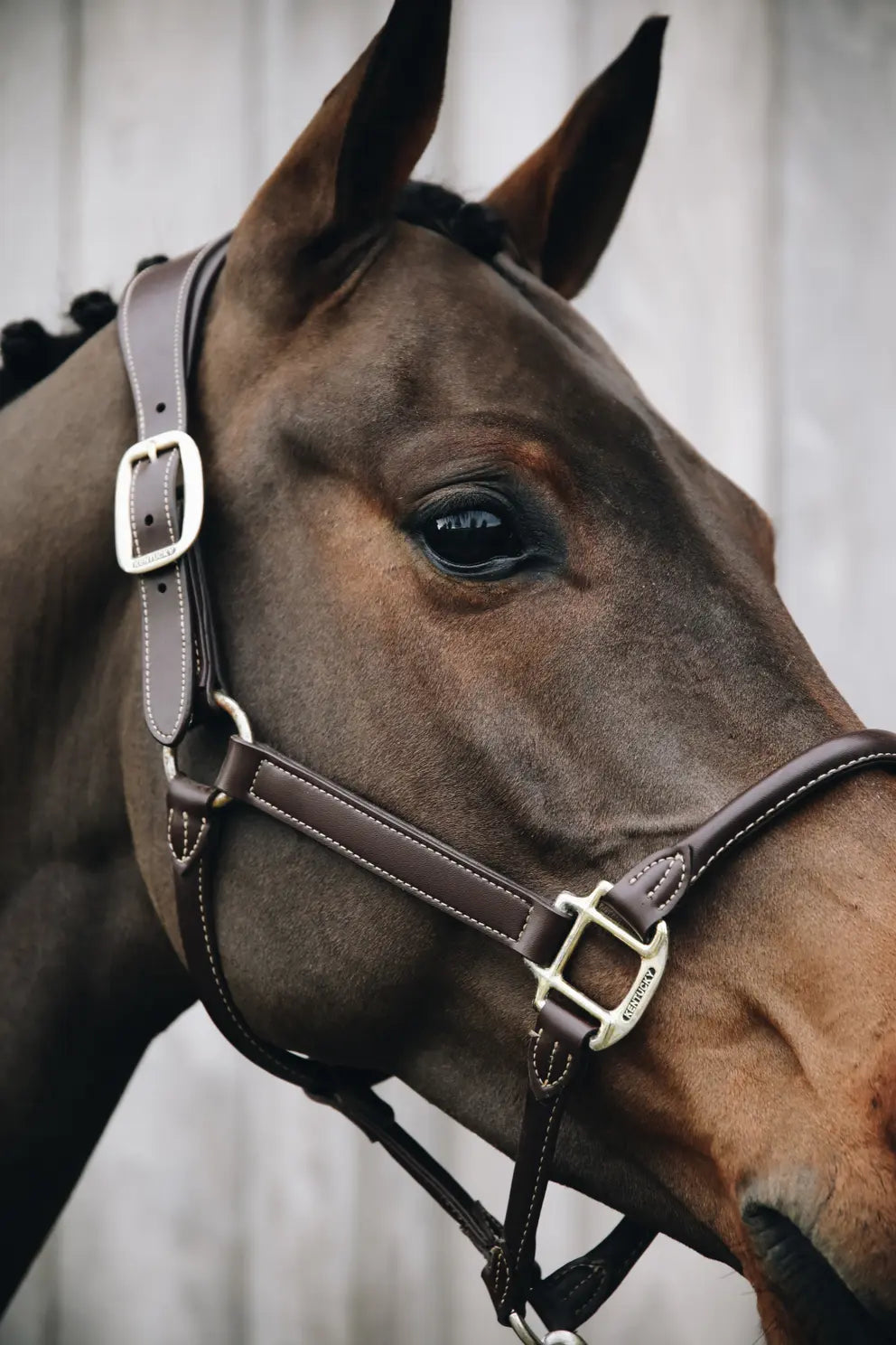 https://equitavisports.ca/products/licol-anatomique-cuir-kentucky