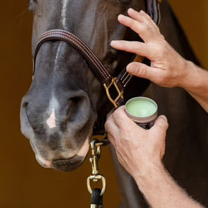 https://equitavisports.ca › products › equifit-agsilver-cleanbalm