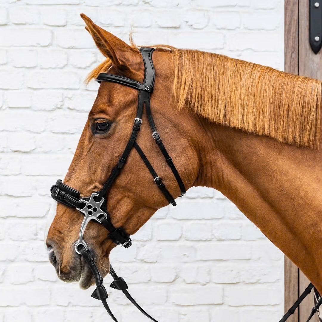 https://equitavisports.ca › products › hackamore-dy-on