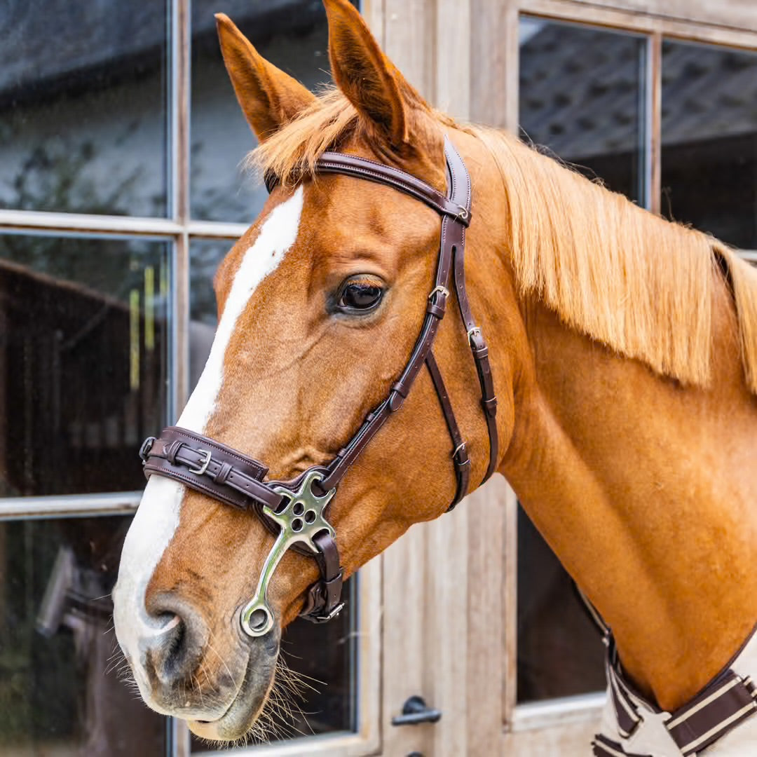 https://equitavisports.ca › products › hackamore-dy-on