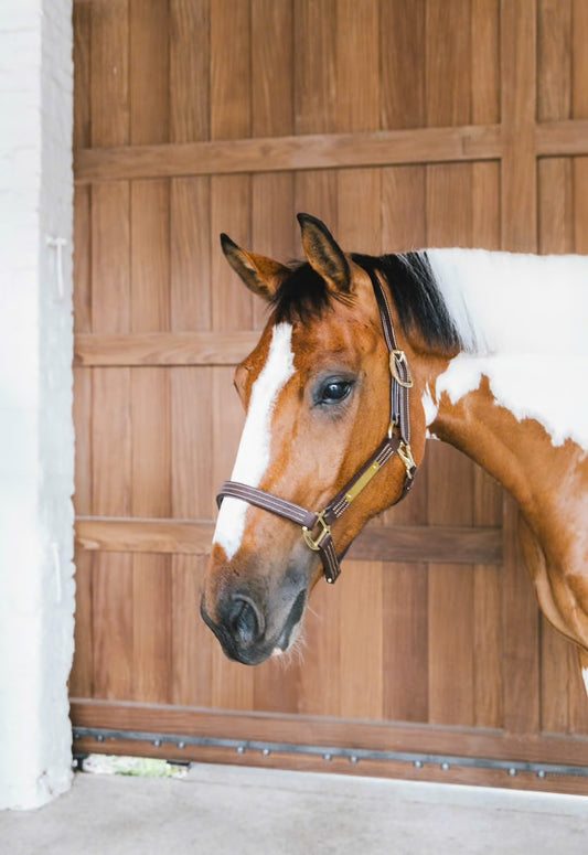 Wellington Halter | Kentucky Horsewear