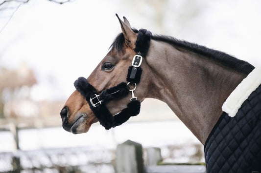 https://equitavisports.ca › products › licol-de-transport-mouton-kentucky-horsewear