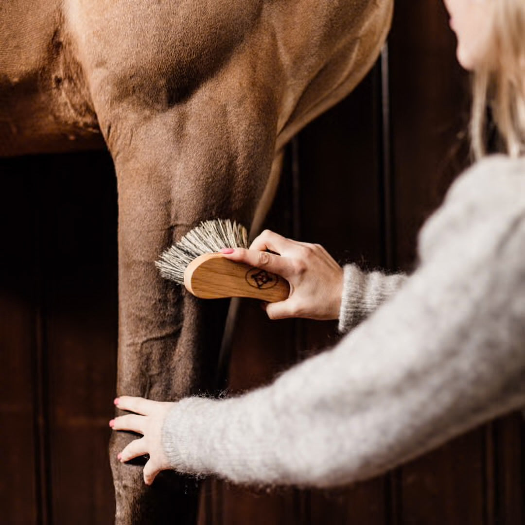 https://equitavisports.ca › products › brosse-a-poils-durs-kentucky