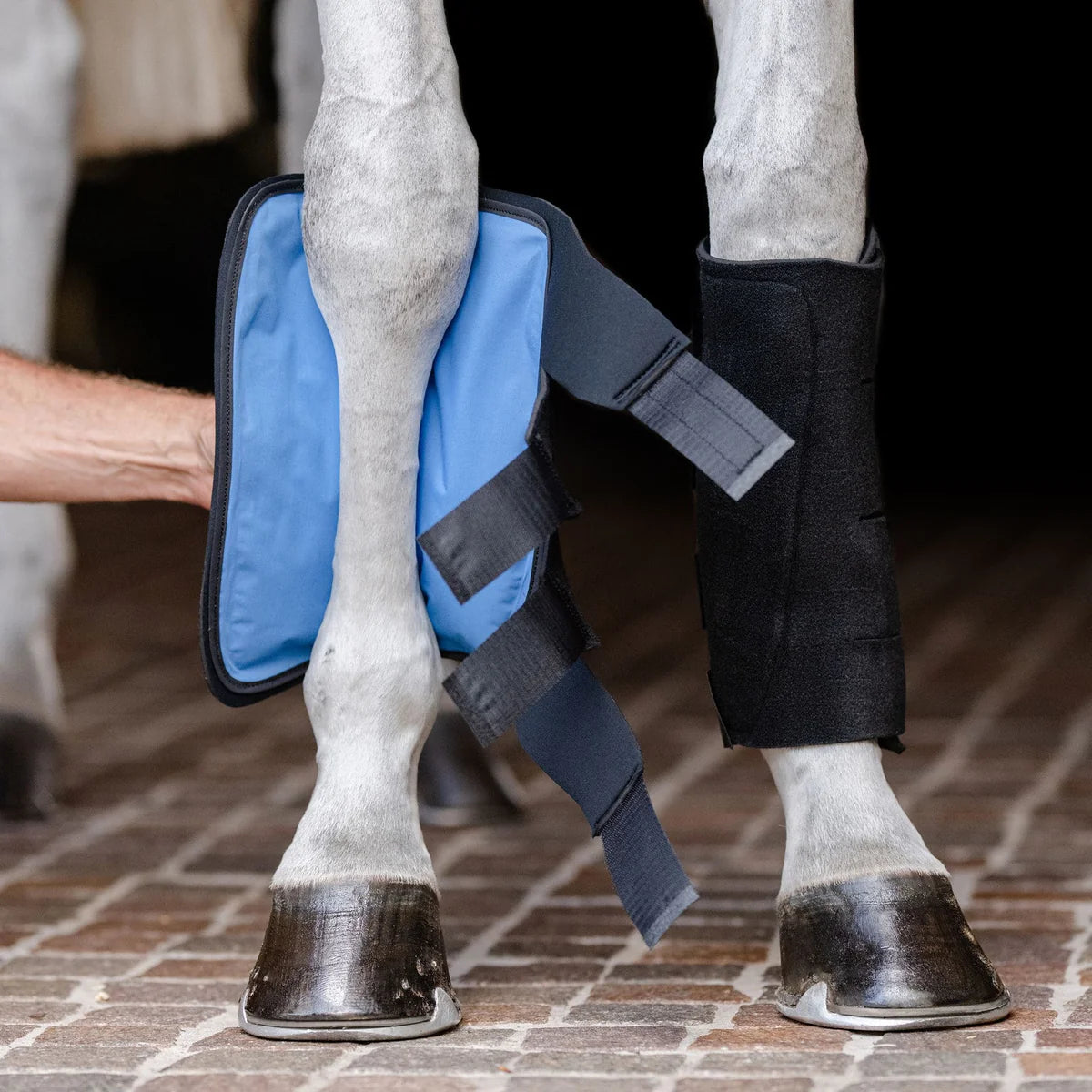 https://equitavisports.ca/products/bottes-de-glace-equifit-essential-cold-therapy-tendon-boot