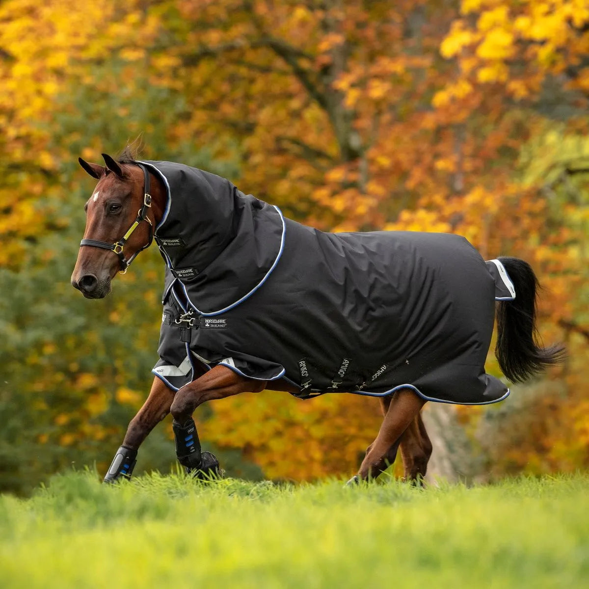 https://equitavisports.ca › products › couverture-amigo-bravo-12-plus-250g-turnout-blanket-horseware